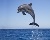 Dolphin Foundation